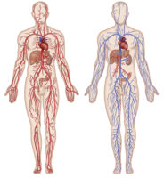 Schéma des réseaux artériel et veineux