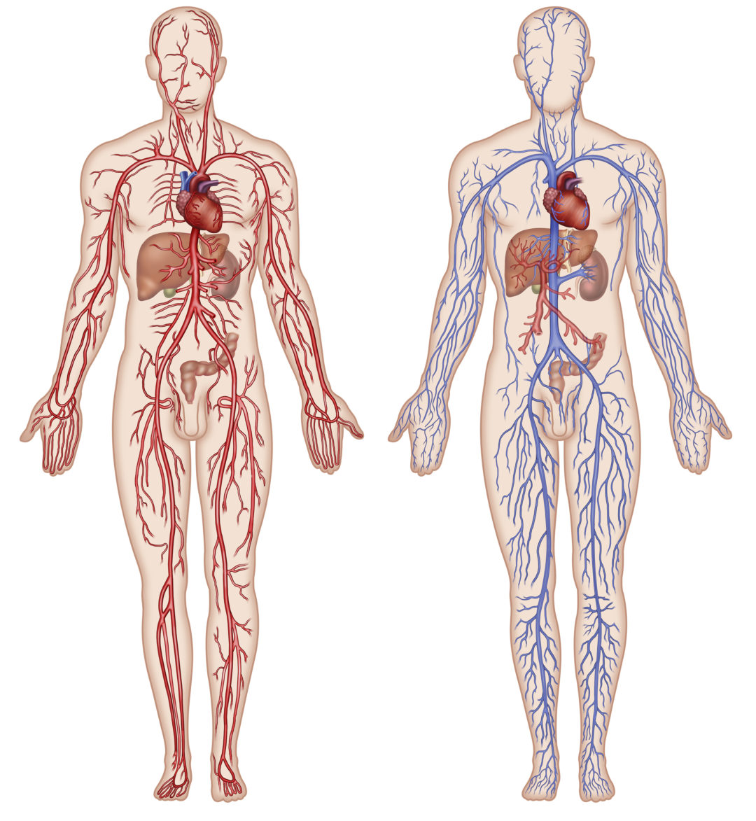 Кровеносная система человека вены и артерии
