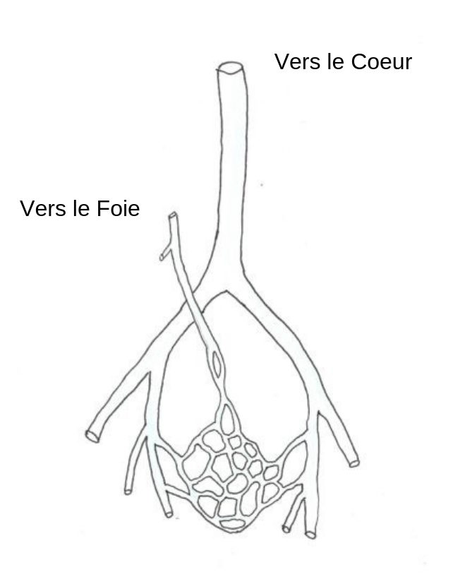 schemareseauveineux rectumhemorroides JeanBaptiste BRAUN